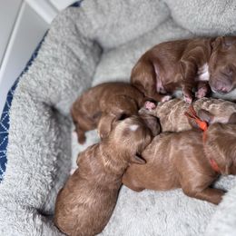 Boy 2 - Red  male Goldendoodle puppy in Annandale, New Jersey from KN Mini Goldendoodles