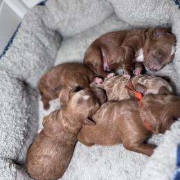 Boy 2 - Red  male Goldendoodle puppy in Annandale, New Jersey from KN Mini Goldendoodles