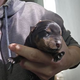 Blue - Black and mahogany male Rottweiler puppy in Tangent, Oregon from Raya's Royals