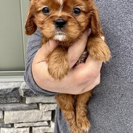 Panini - Ruby female Cavalier King Charles Spaniel puppy in Boardman, Ohio from Taliaferro Kennel