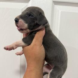 Bonnet - Blue and white female Great Dane puppy in Florida from Beachside Kennels