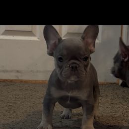 Heath Bar - Blue male French Bulldog puppy in Gerber, California from In The Zone Dog Training and Breeding