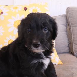 Pearl - Black and white female Aussiedoodle puppy in Apache Junction, Arizona from Loving Doodle