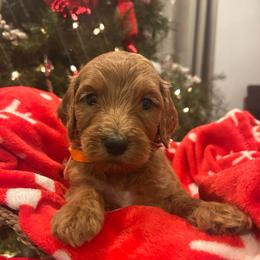 Girl 5 - Apricot female Goldendoodle puppy in San Diego, California from Southside Doodles