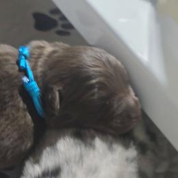 Jupiter RTM - Red tri-color male Australian Shepherd puppy in Rainsville, Alabama from Chaparro Farm