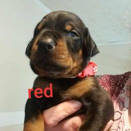 Red - Black and rust male Doberman Pinscher puppy in Michie, Tennessee from JSG Dobermanns