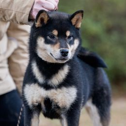 Brew - Shiba Inu