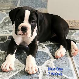 Boxer Puppies from Amanda Edwards