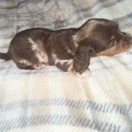 Long hair Dapple male - Dapple male Dachshund puppy in Woodward, Oklahoma from Wiener Dreams Dachshunds