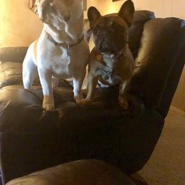 French Bulldog Puppies from Nae Nae's Frenchies