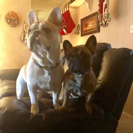 French Bulldog Puppies from Nae Nae's Frenchies