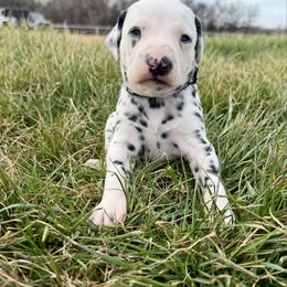 Cooper - White and black male Dalmatian puppy in Mt. Vernon, Texas from Double B