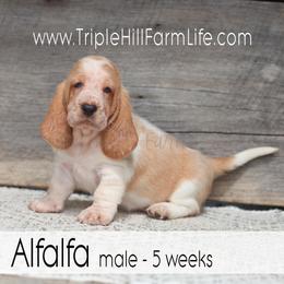 Alfalfa - Red and white male Basset Hound puppy in Jefferson City, Missouri from Triple Hill Farm