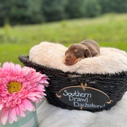 Beau - Chocolate and tan male Dachshund puppy in Colbert, Georgia from Southern Drawl Dachshunds