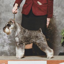 Wolfie - Miniature Schnauzer