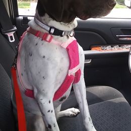 German Shorthaired Pointers from Schwarz GSP