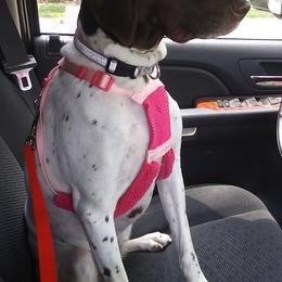 German Shorthaired Pointers from Schwarz GSP