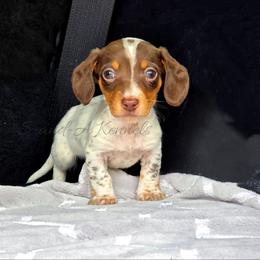 Eeyore - Piebald male Dachshund puppy in Quitman, Mississippi from S-and-A Kennels