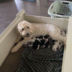 Double Doodle Puppies from Kirkham Doods