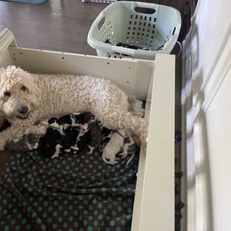 Double Doodle Puppies from Kirkham Doods