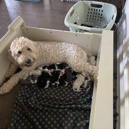 Double Doodle Puppies from Kirkham Doods