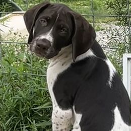 Yellow Boy - Liver and white German Shorthaired Pointer puppy in Export, Pennsylvania from Pisone Pointer's