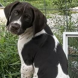 Yellow Boy - Liver and white German Shorthaired Pointer puppy in Export, Pennsylvania from Pisone Pointer's