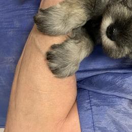 Miniature Schnauzer Puppies from Pierhaus Minature Schnauzers