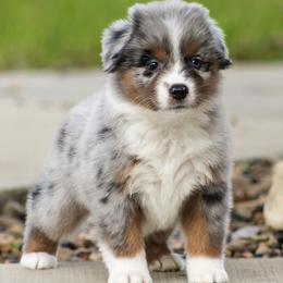 Ariel - Blue merle female Miniature American Shepherd puppy in San Benito, Texas from Vaquera's Miniature American Shepherds