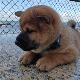 Shiba Inu Puppies from Slushpuppskies