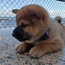 Shiba Inu Puppies from Slushpuppskies