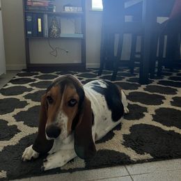 Molly - Basset Hound