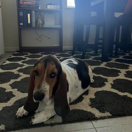 Molly - Basset Hound