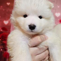White - White female Samoyed puppy in San Antonio, Texas from Hill Country Samoyeds