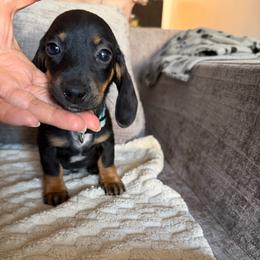 Regent - Black and tan male Dachshund puppy in Los Angeles, California from Dachshunds of the Desert