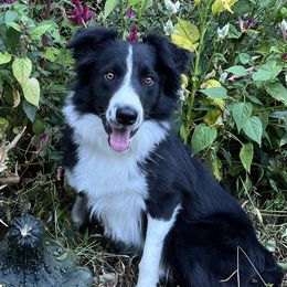 Beulie - Border Collie