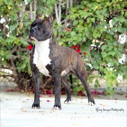 American Staffordshire Terriers from Ironstone Amstaffs