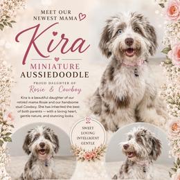 Kira - Aussiedoodle