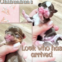 Mercedes, Lexus - Chocolate and white female Chihuahua puppy in North Dakota from American Dream Chihuahua’s