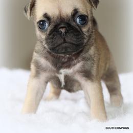 Otis - Fawn male Pug puppy in Winnsboro, Texas from Southern pugs