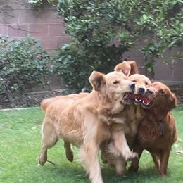 Golden Retriever All Grown Up from Trisha Ferris' Golden Retrievers