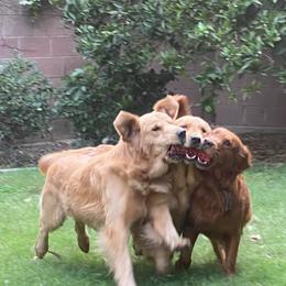 Golden Retriever All Grown Up from Trisha Ferris' Golden Retrievers