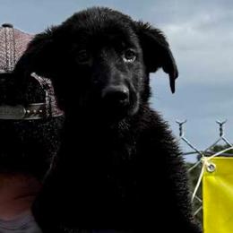 Boy 5 - male German Shepherd puppy in Brooksville, Florida from Kennel: Von Stephan Max Shepherds/Partner at Euro-American K-9