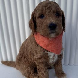 Orange Boy - Apricot male Goldendoodle puppy in Lebanon, Pennsylvania from Homespundoodles