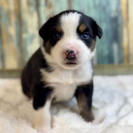 Houston - Black tri-color male Australian Shepherd puppy in Beaverdam, Virginia from Cimmarun Farm Aussies