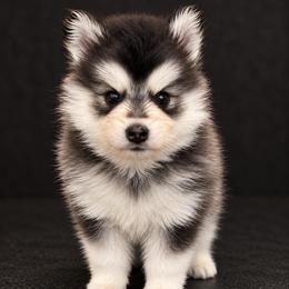 Mini - Black and white female Pomsky puppy in La Verne, California from Red Cedar Pomskies