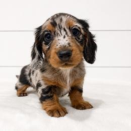 Tater - Dapple male Dachshund puppy in Callahan, Florida from Little Foot Kennels