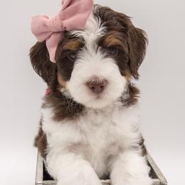 Abigail - Pink Collar - Tri-color female Bernedoodle puppy in Lehi, Utah from Our Little Farm Life Doodles