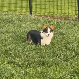 Boss - Black and tan male Pembroke Welsh Corgi puppy in Bloomfield, Iowa from Beebe’s Corgis & Doxies