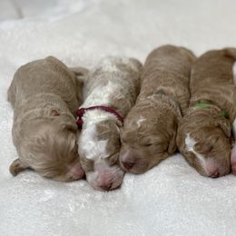 Goldendoodle Puppies from Muddydoodles